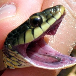 Thamnophis Colubridae picture gater garden serpent common snake Garter_snake_tooth