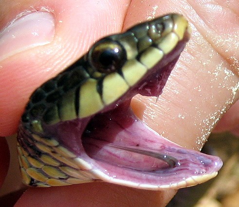 Thamnophis Colubridae picture gater garden serpent common snake Garter_snake_tooth