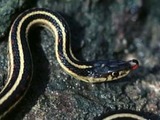 Thamnophis gater snake Colubridae garden serpent common picture Thamnophis_sirtalis_parietalis