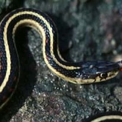 Thamnophis gater snake Colubridae garden serpent common picture Thamnophis_sirtalis_parietalis