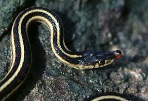 Thamnophis gater snake Colubridae garden serpent common picture Thamnophis_sirtalis_parietalis