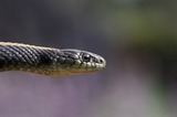Reptiles