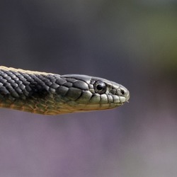 Thamnophis serpent Colubridae garden common snake picture gater Thamnophis_atratus_atratus03