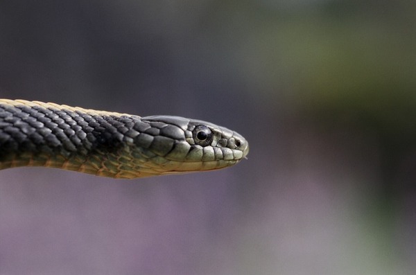 Thamnophis serpent Colubridae garden common snake picture gater Thamnophis_atratus_atratus03