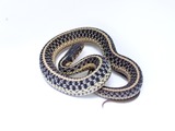 Thamnophis serpent picture common Colubridae gater snake garden Common_Garter_Snake_-_Thamnophis_sirtalis