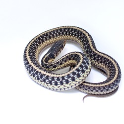 Thamnophis serpent picture common Colubridae gater snake garden Common_Garter_Snake_-_Thamnophis_sirtalis