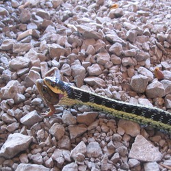 Thamnophis snake serpent gater common picture Colubridae garden Garter_swallowing_frog