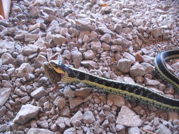 Thamnophis snake serpent gater common picture Colubridae garden Garter_swallowing_frog