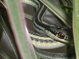 common Colubridae gater Thamnophis serpent picture snake garden Westliche-Strumpfbandnatter-3487