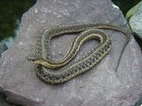 common garden snake Colubridae picture Thamnophis gater serpent Gartersnake2128