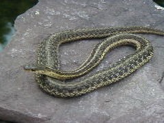 common garden snake Colubridae picture Thamnophis gater serpent Gartersnake2128
