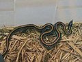 garden Colubridae Thamnophis snake common serpent picture gater 120px-Thamnophis_sirtalis_annectens
