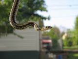 garden Thamnophis Colubridae snake gater serpent picture common Humbertserpiente