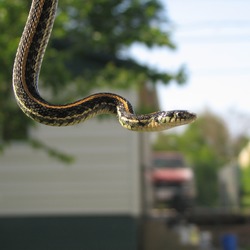 garden Thamnophis Colubridae snake gater serpent picture common Humbertserpiente