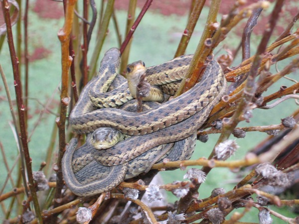 garden gater Colubridae snake Thamnophis serpent common picture Snuggling_garder_snakes_001