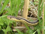 garden picture Colubridae gater snake common Thamnophis serpent Garter_Snake