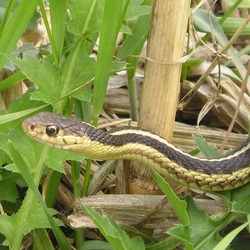 garden picture Colubridae gater snake common Thamnophis serpent Garter_Snake
