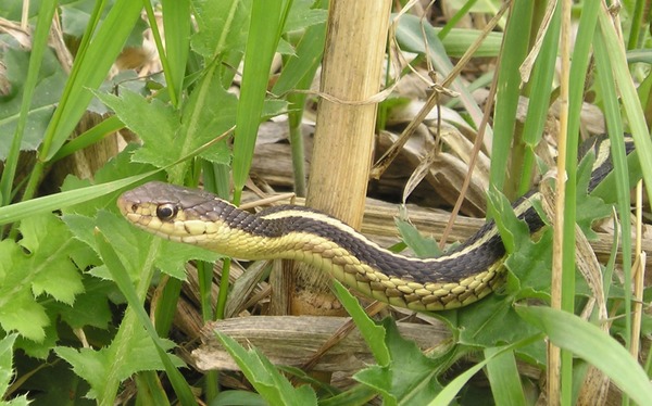 garden picture Colubridae gater snake common Thamnophis serpent Garter_Snake