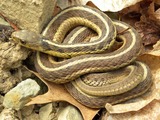 garden serpent picture gater common Colubridae snake Thamnophis Thamnophis_sirtalis_sirtalis_Wooster