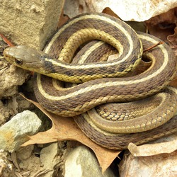 garden serpent picture gater common Colubridae snake Thamnophis Thamnophis_sirtalis_sirtalis_Wooster