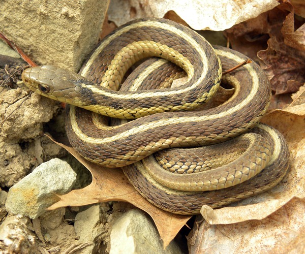 garden serpent picture gater common Colubridae snake Thamnophis Thamnophis_sirtalis_sirtalis_Wooster