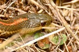 Reptiles