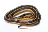 Reptiles