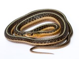 gater Colubridae Thamnophis serpent garden picture common snake Thamnophis_sirtalis_(Common_Garter_Snake)_