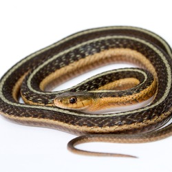 gater Colubridae Thamnophis serpent garden picture common snake Thamnophis_sirtalis_(Common_Garter_Snake)_