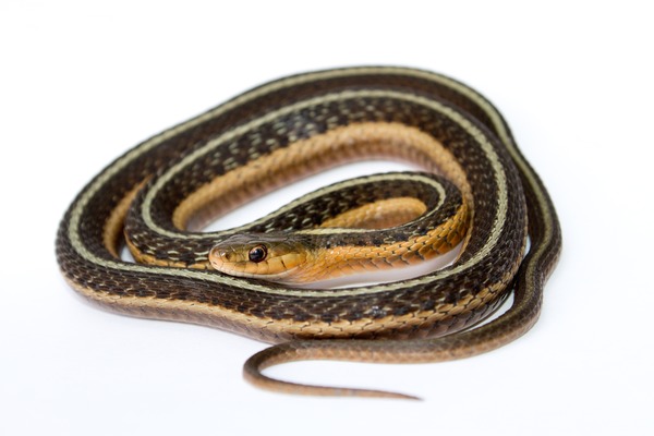 gater Colubridae Thamnophis serpent garden picture common snake Thamnophis_sirtalis_(Common_Garter_Snake)_