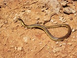 gater Thamnophis snake serpent common garden Colubridae picture Thamnophis_hammondii01