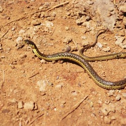 gater Thamnophis snake serpent common garden Colubridae picture Thamnophis_hammondii01