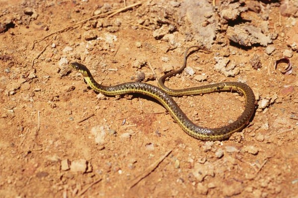 gater Thamnophis snake serpent common garden Colubridae picture Thamnophis_hammondii01