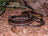 gater garden Thamnophis serpent common snake picture Colubridae Parietalis
