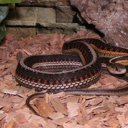 gater garden Thamnophis serpent common snake picture Colubridae Parietalis