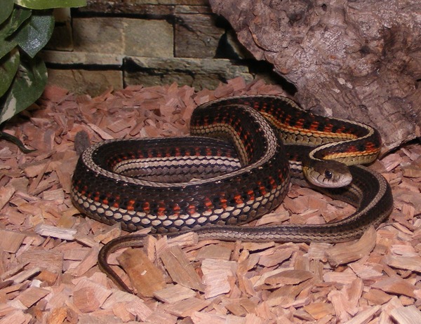 gater garden Thamnophis serpent common snake picture Colubridae Parietalis