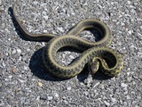 gater garden common serpent picture Colubridae Thamnophis snake Storeria_dekayi_1_(1)