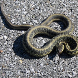 gater garden common serpent picture Colubridae Thamnophis snake Storeria_dekayi_1_(1)