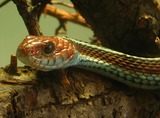 Reptiles