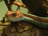 gater picture garden common Thamnophis snake Colubridae serpent Thamnophis_sirtalis_tetrataenia_(2005_10_16)_-_uitsnede