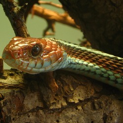 gater picture garden common Thamnophis snake Colubridae serpent Thamnophis_sirtalis_tetrataenia_(2005_10_16)_-_uitsnede