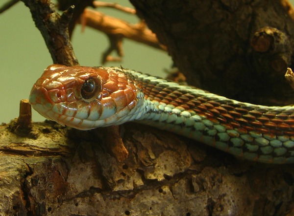 gater picture garden common Thamnophis snake Colubridae serpent Thamnophis_sirtalis_tetrataenia_(2005_10_16)_-_uitsnede