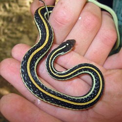 gater picture snake common Thamnophis Colubridae garden serpent Thamnophis_proximus