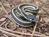 gater serpent Colubridae common Thamnophis picture garden snake Western_terrestrial_garter_snake_juvie