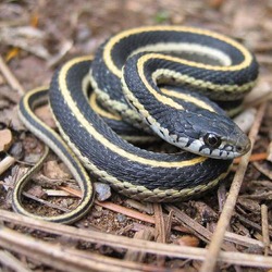 gater serpent Colubridae common Thamnophis picture garden snake Western_terrestrial_garter_snake_juvie