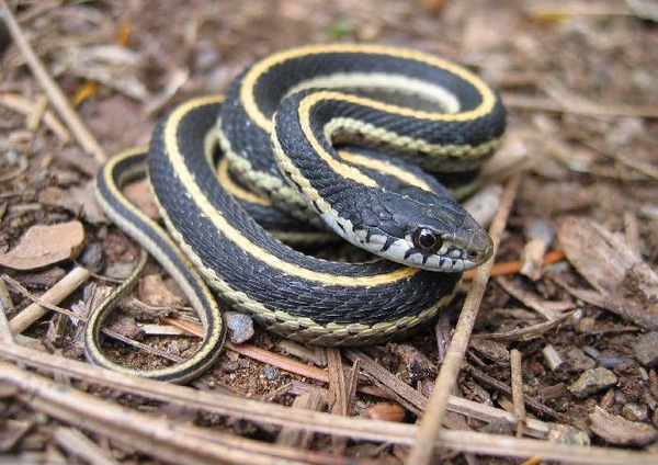 gater serpent Colubridae common Thamnophis picture garden snake Western_terrestrial_garter_snake_juvie