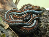 gater serpent common garden picture Colubridae Thamnophis snake Thamnophis_sirtalis_tetrataenia_070901