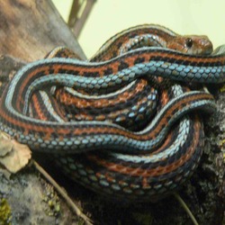 gater serpent common garden picture Colubridae Thamnophis snake Thamnophis_sirtalis_tetrataenia_070901