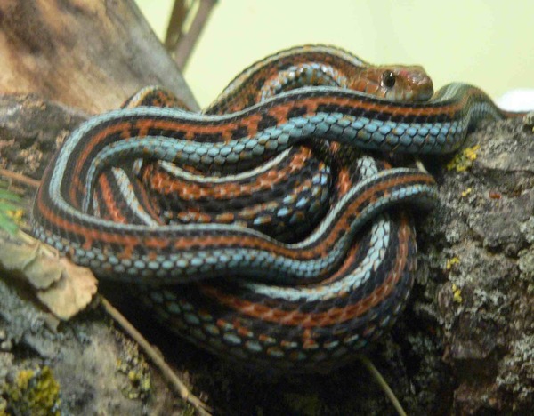 gater serpent common garden picture Colubridae Thamnophis snake Thamnophis_sirtalis_tetrataenia_070901