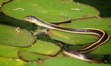 Reptiles